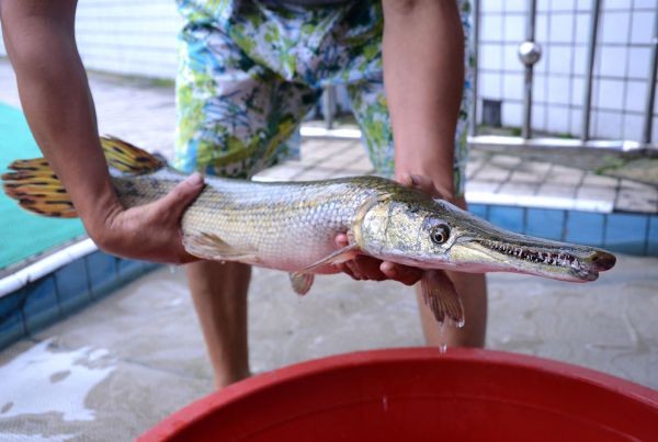 Alligator baliq. Foto: aif.ru