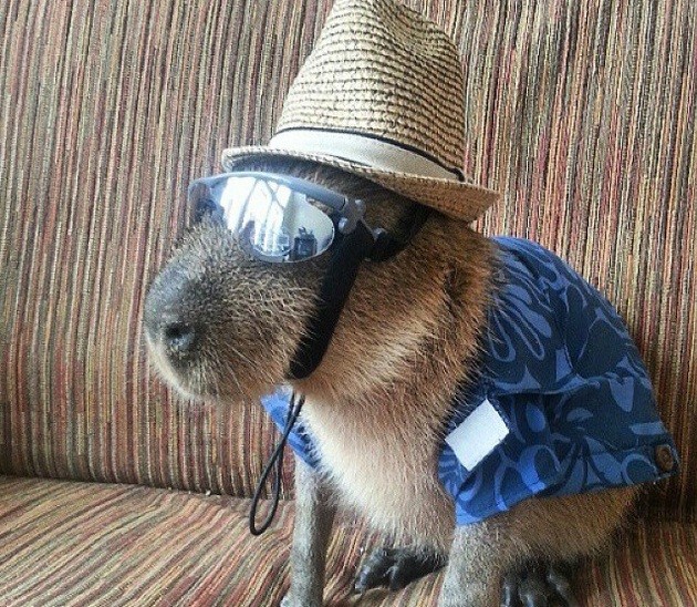 Foto: Instagram / @joejoe_the_capybara