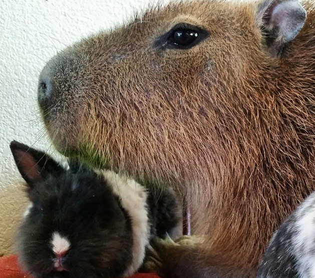 Foto: Instagram / @joejoe_the_capybara
