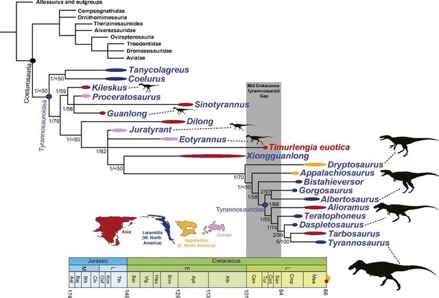 T. euotica va boshqa teropod dinozavrlar o‘rtasidagi filogenetik aloqa. Foto: PNAS