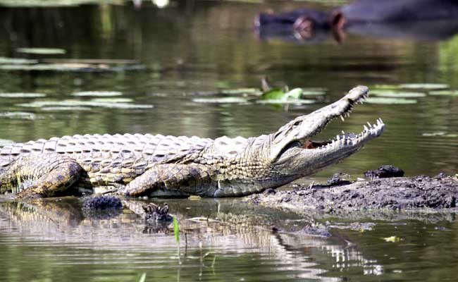 Фото: NDTV