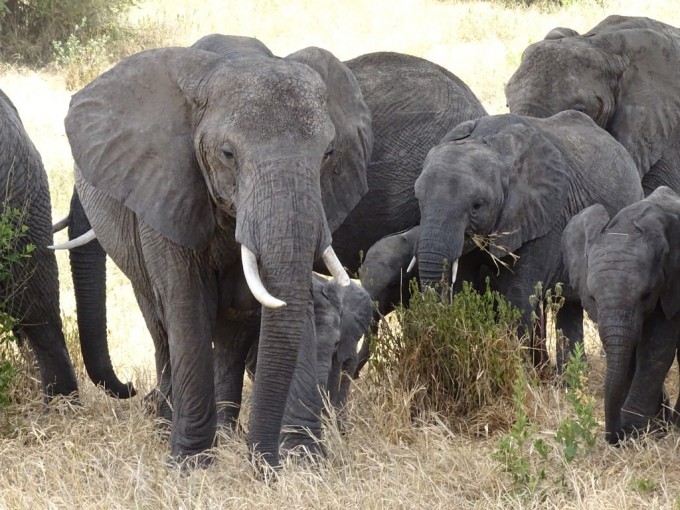 Foto: “Tanzania-safari.ru”