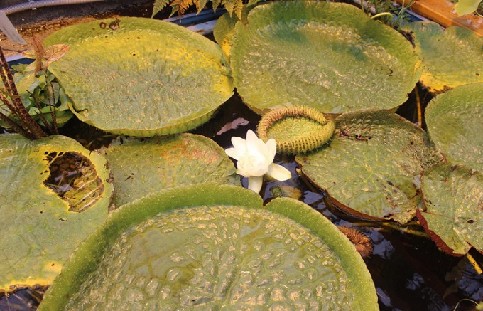 Foto: Nijniy Novgorod botanika bog‘i