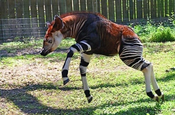 Okapi. Foto: AdMe