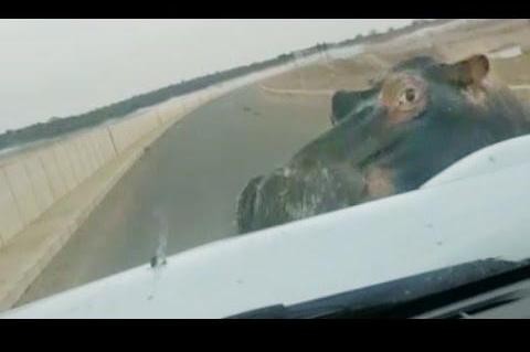 Man-films-as-hippo-attacks-his-car-on-South-African-bridge