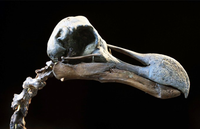 Додо қуши скелети. Фото: «ТАСС»