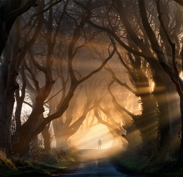 Қора қайин, Шимолий Ирландия. Фото: AdMe
