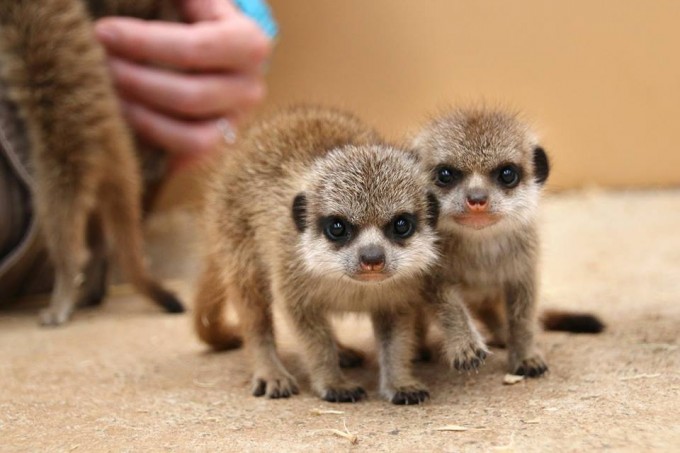 Фото: Facebook / @Tarongazoo