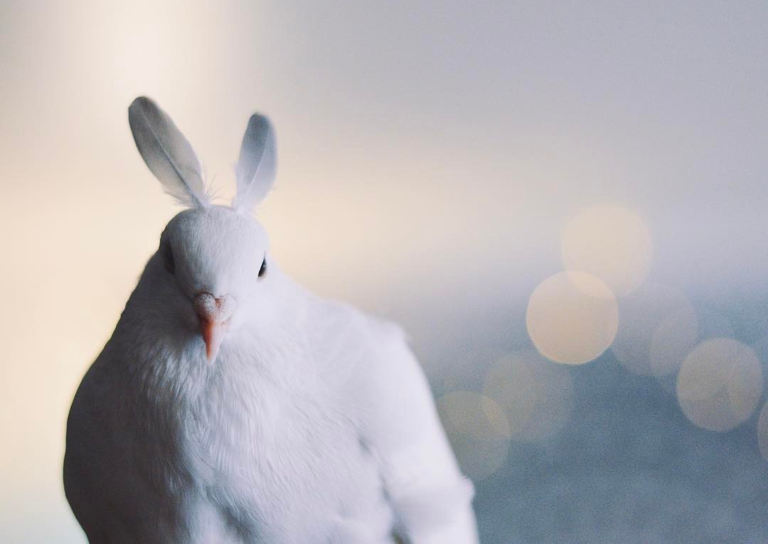 Foto: Instagram / @pigeonmiu