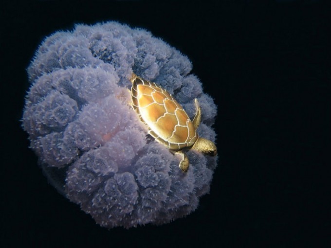 Медузани минган тошбақа. Фото: AdMe