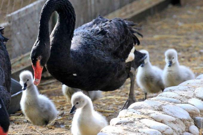 Foto: Toshkent hayvonot bog‘i