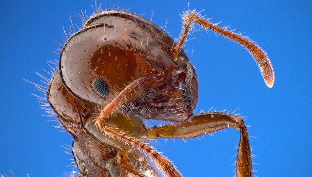 Foto: University of Texas Insects Unlocked program