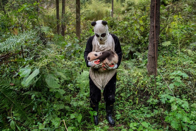 Qo‘lida panda bolasini tutib turgan panda kiyimidagi odam, Ami Vitale. Foto: “Afisha Daily”