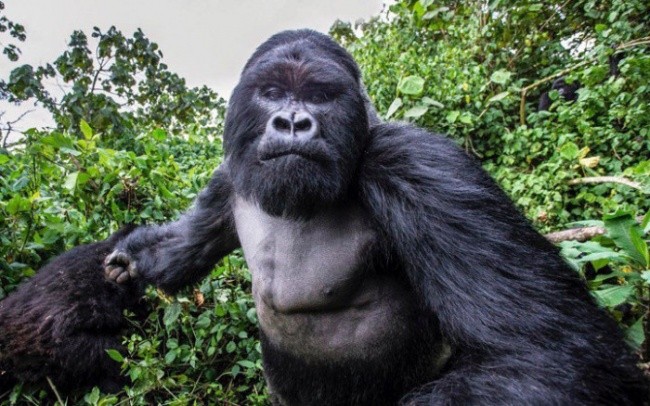 Tog‘ gorillasi fotoapparatga mushti bilan zarba berishidan bir soniya avval. Foto: AdMe