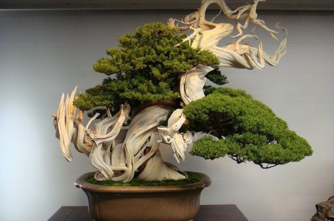 800 yoshli bonsai daraxti. Foto: AdMe