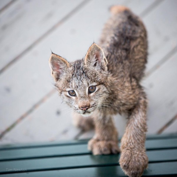 Фото: Facebook / Tim Newton Photography