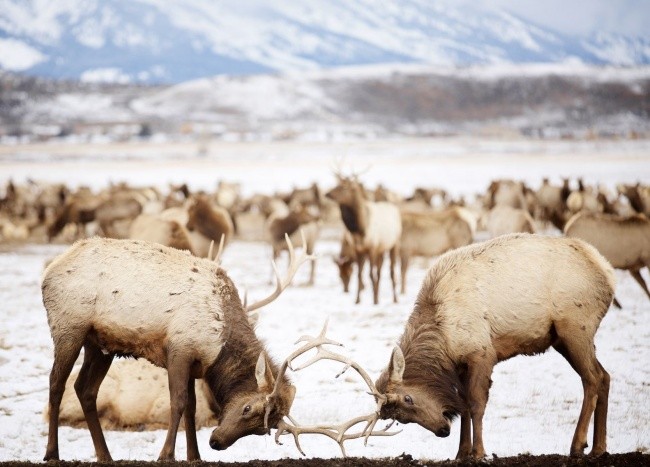 Foto: National Geographic