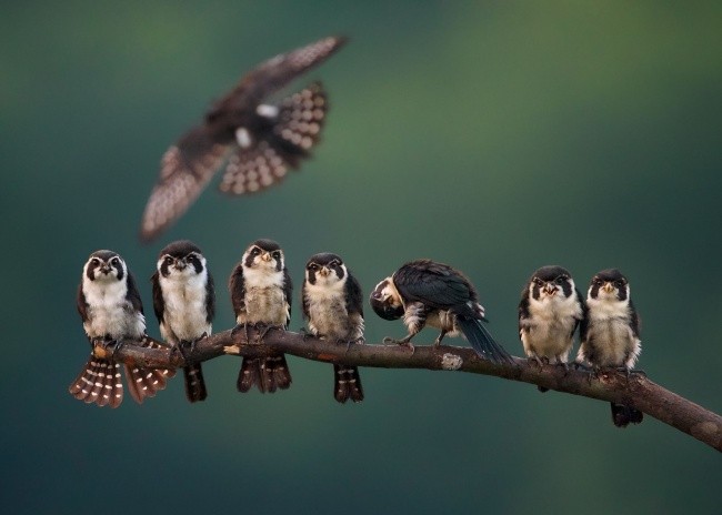 Foto: National Geographic