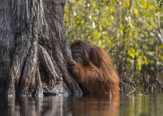 Foto: National Geographic