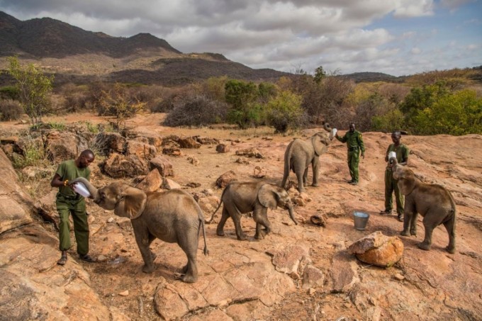 Shimoliy Keniyadagi qo‘riqxonada yetim fillarni oziqlantirish jarayoni. Foto: National Geographic