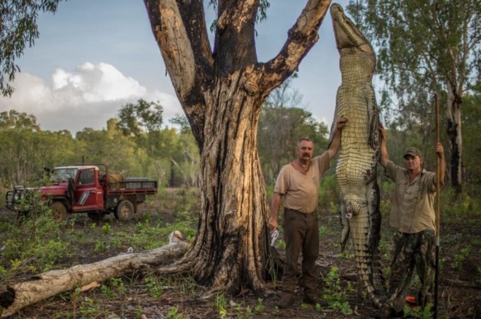 Avstraliyalik ovchilar va o‘ldirilgan timsoh. Foto: National Geographic