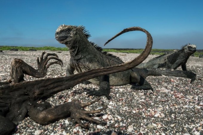 Ikkita dengiz iguanasi Fernandina orolidagi iguana mumiyosi yonida. Foto: National Geographic