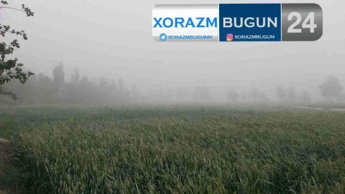 Фото: Telegram / XorazmBugun