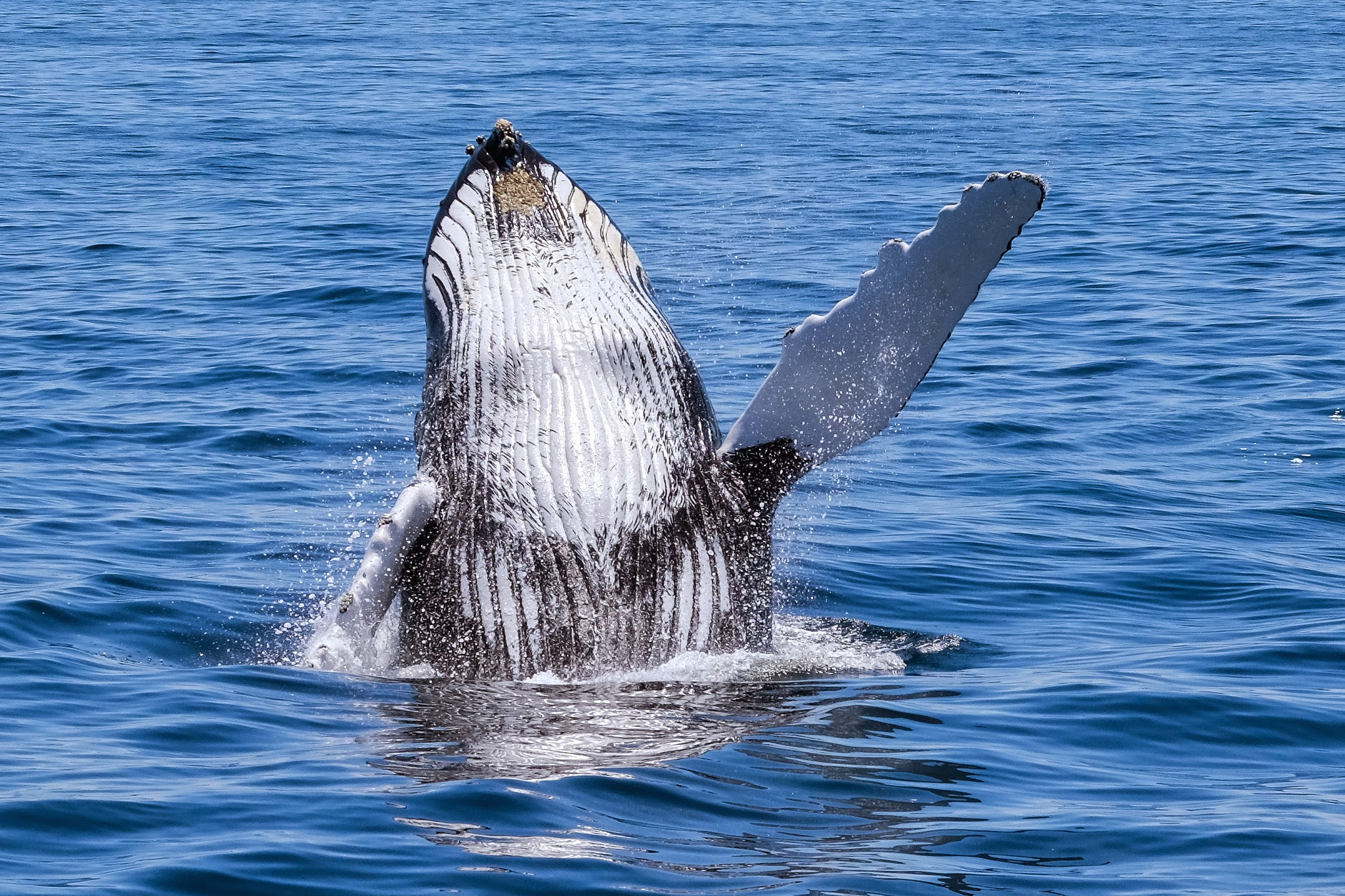 Foto: National Geographic