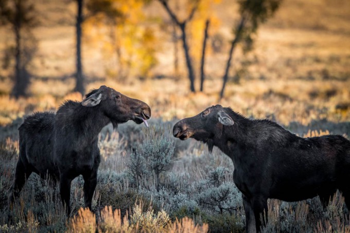 Фото: Comedy Wildlife Photography Awards