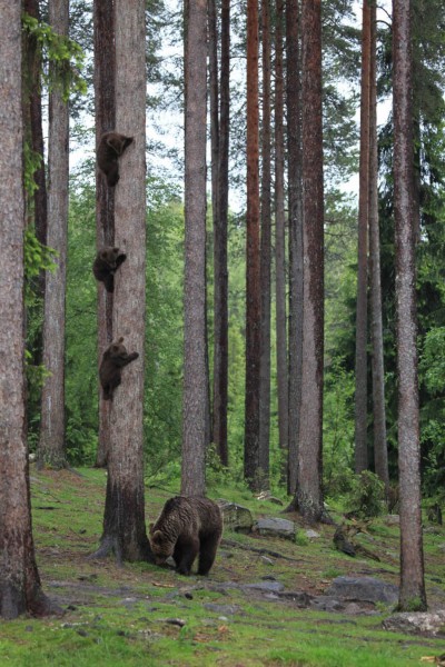 Фото: Comedy Wildlife Photography Awards