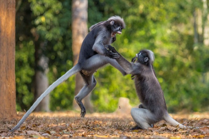 Фото: Comedy Wildlife Photography Awards