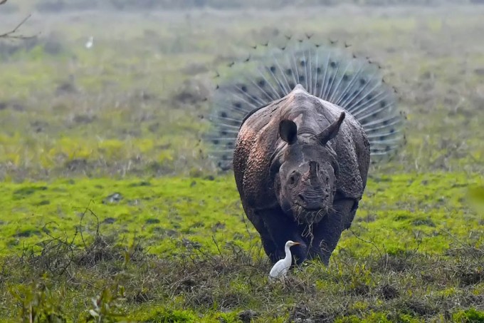 Фото: Comedy Wildlife Photography Awards