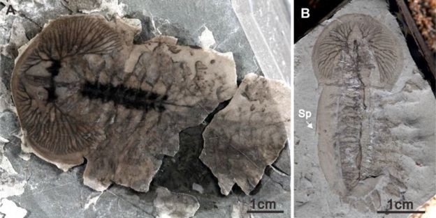 Foto: Science mag/north western university