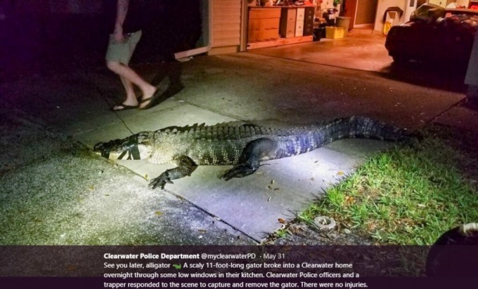 Foto: Twitter / Clearwater Police Department
