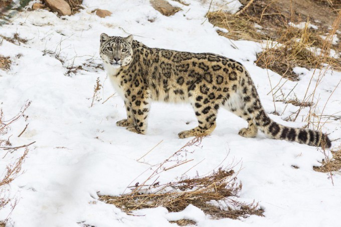 Фото: Snow Leopard Foundation