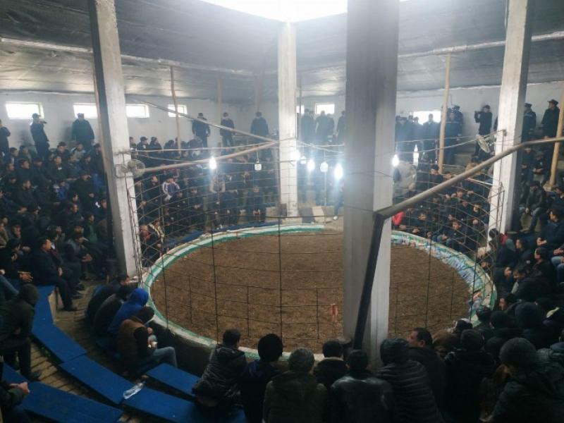 Samarqandda “xo‘rozlar jangi” uchun arena tashkil qilgan shaxs qamoqqa olindi