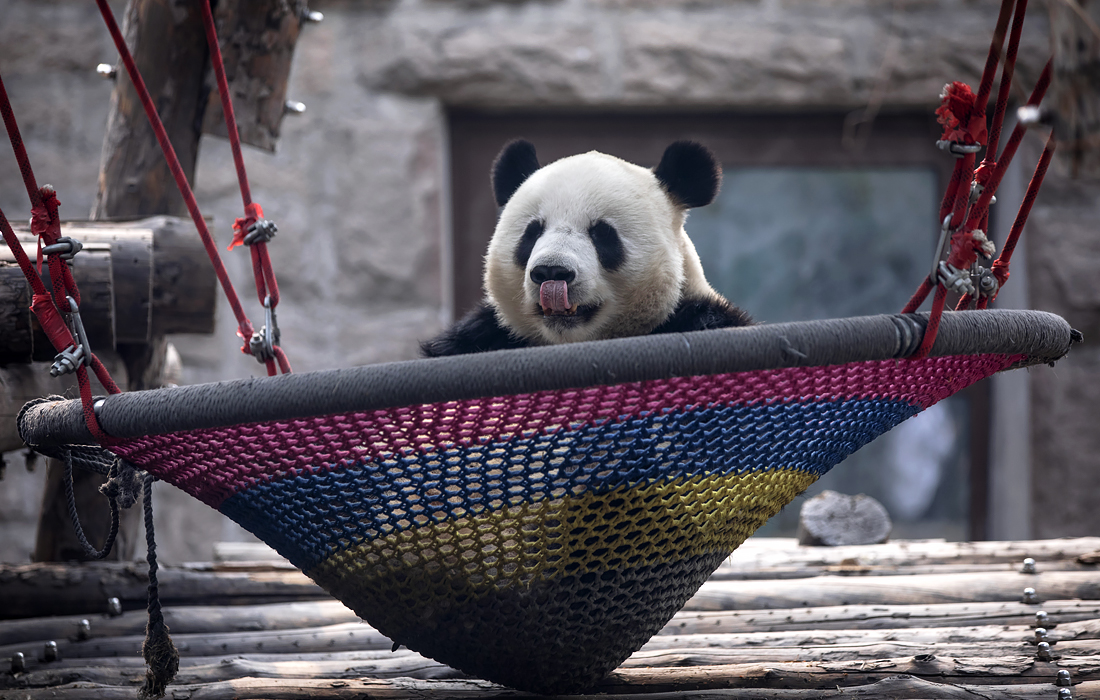 Пекинда ташрифчилар учун яна очилган ҳайвонот боғидаги панда.