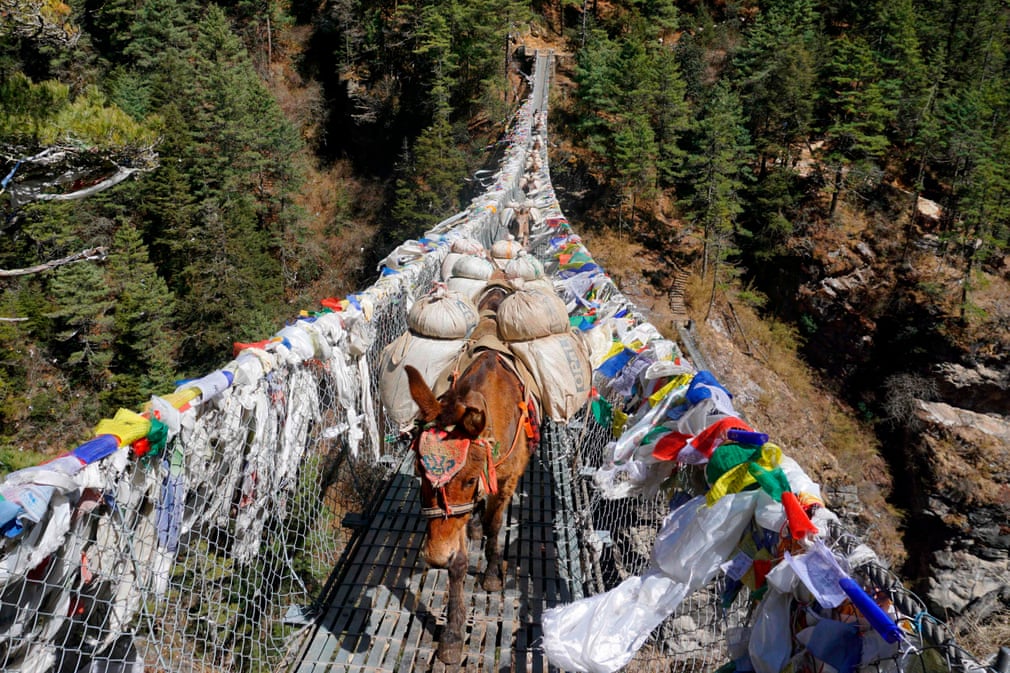 Nepalda Everestga yaqin joydagi ko‘prikda yuklarni tashiyotgan xachirlar.