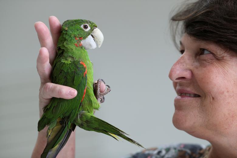 Braziliyada veterinar Mariya Anjela Panelli to‘tiqushni operatsiya qilib, unga rezina tumshuq qo‘ydi. 18-fevral.