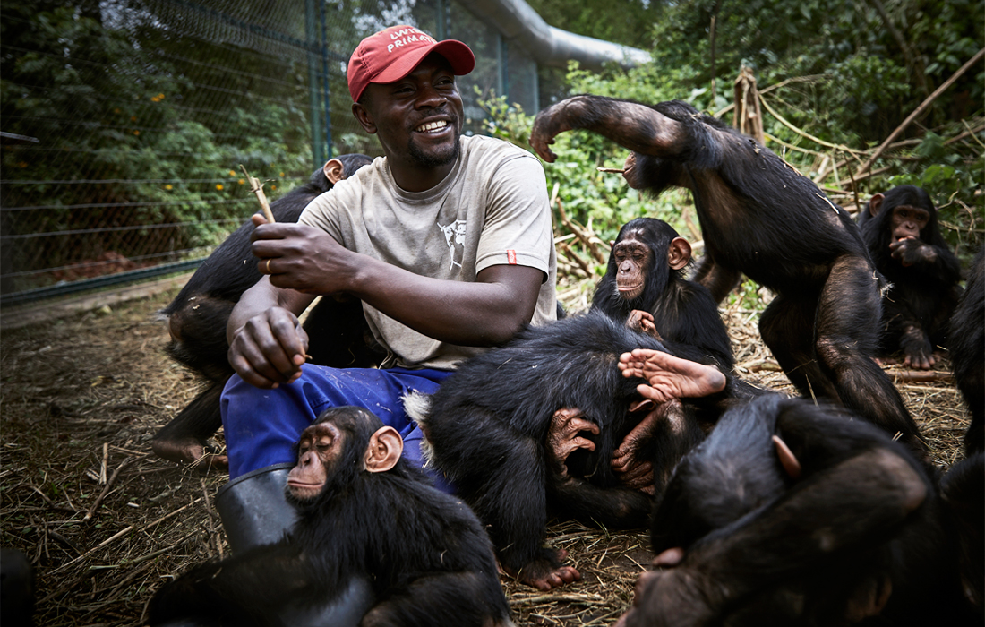 Конго ДРдаги приматлар марказида етим бўлиб қолган шимпанзеларга ғамхўрлик қилаётган кузатувчи.