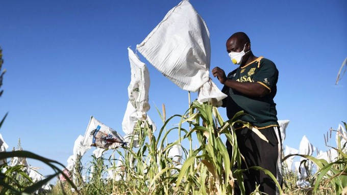 Ботсвана пойтахти Габоронда ҳосилини қушлар ҳужумидан ҳимоялаш учун беркитиб чиқаётган ниқобли фермер.