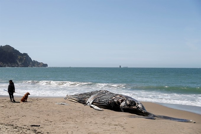 АҚШнинг Калифорния штатидаги Бейкер Бич пляжи соҳилида ётган букри кит танаси.