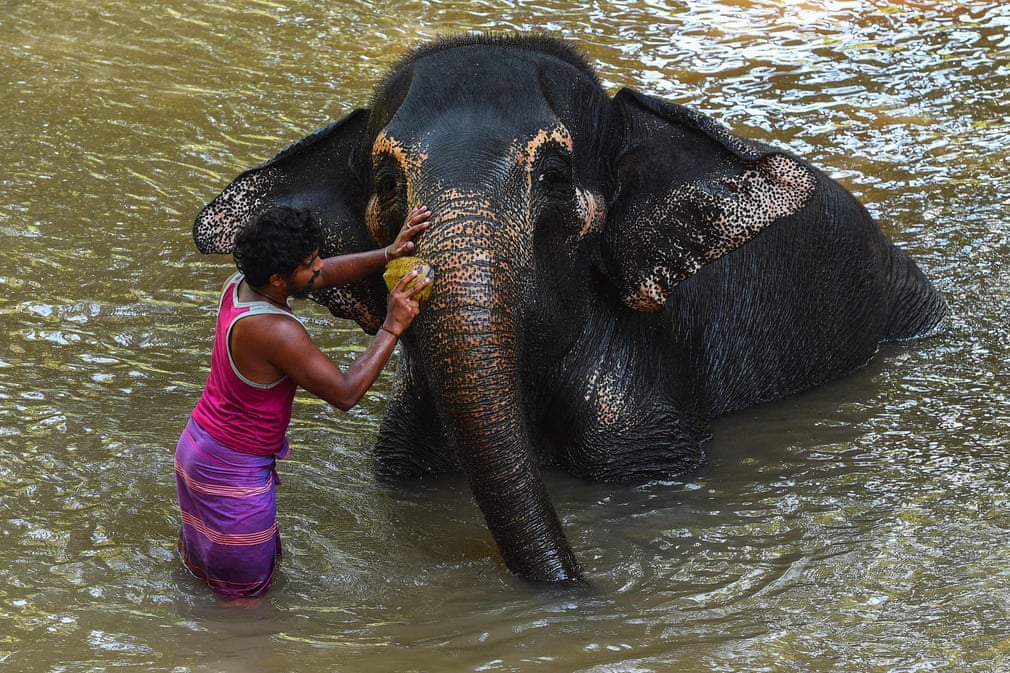 Shri-Lankadagi daryoda cho‘milayotgan fil.