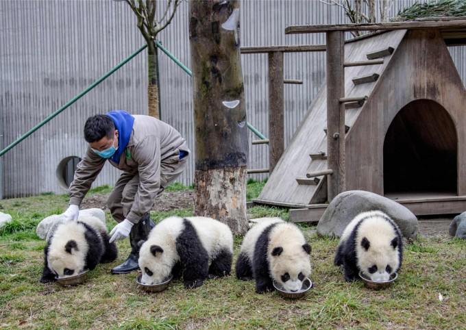 Xitoyning Sichuan provinsiyasida Tabiat va tadqiqotlar muhofazasi markazida ulkan pandalarning bolalariga g‘amxo‘rlik qilayotgan zavod xodimlari.