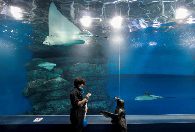 Tokiodagi akvarium ishchisi Manami va Shakitto laqabli tyulen bolalarga onlayn-shou ko‘rsatishga tayyorlanmoqda. Pandemiya tufayli akvapark tashriflar uchun yopilgan.