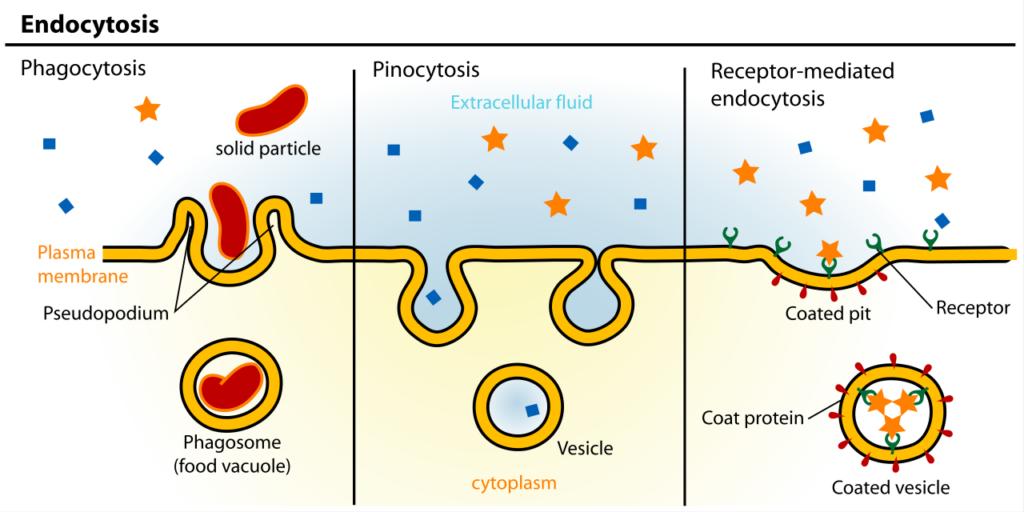 Hujayrada endosoma hosil bo‘lishining ba’zi usullari.