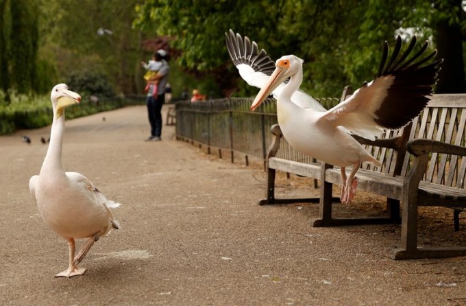 Londondagi Sent-Jeyms bog‘ida pelikanlarni uchratish mumkin.
