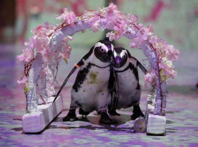 Tokio shahridagi Sinagava bog‘ida bepul onlayn shoularni tasvirga olish jarayoniga tayyorlanayotgan pingvinlar.