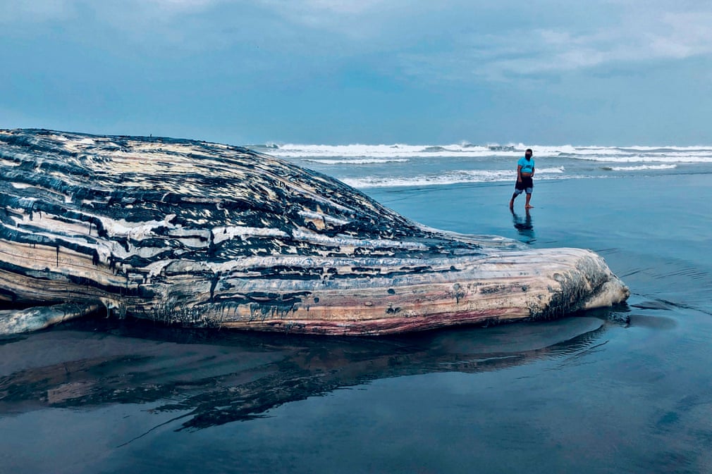 Гватемала қирғоқларига чиқиб қолган 13 метрли букри кит олдидан ўтиб кетаётган эркак.