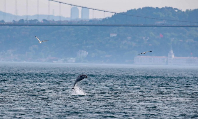 Istanbul shahridagi Bosfor bo‘g‘ozida sakrayotgan delfin.